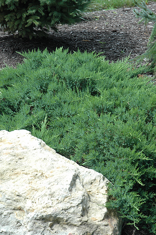Broadmoor Juniper (Juniperus sabina 'Broadmoor') at Minor's Garden Center