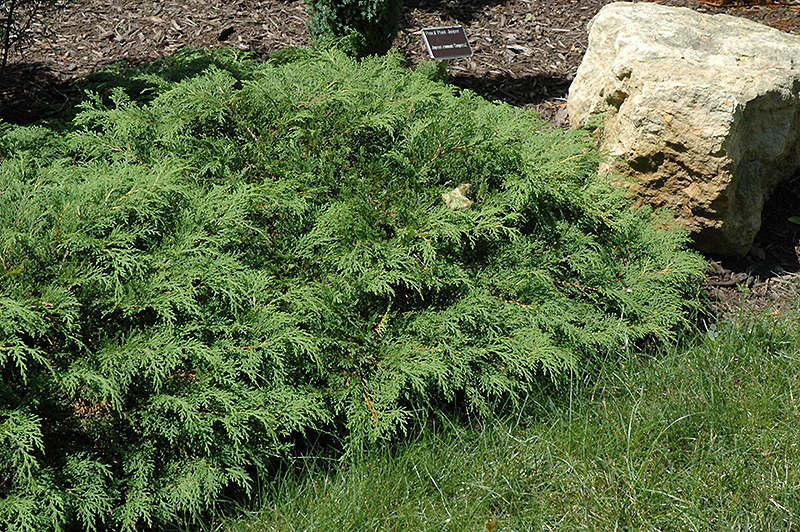 Russian Cypress (Microbiota decussata) at Minor's Garden Center