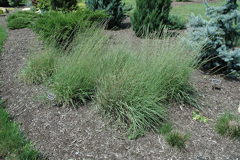 Sideoats Grama Grass (Bouteloua curtipendula) at Minor's Garden Center