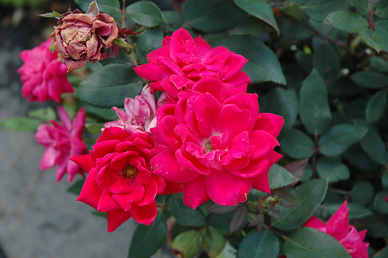 Double Red Knock Out Rose (Rosa 'Radtko') at Minor's Garden Center