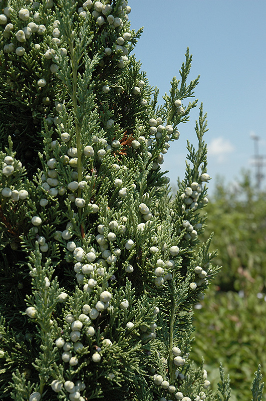 Trautman Juniper (Juniperus chinensis 'Trautman') at Minor's Garden Center