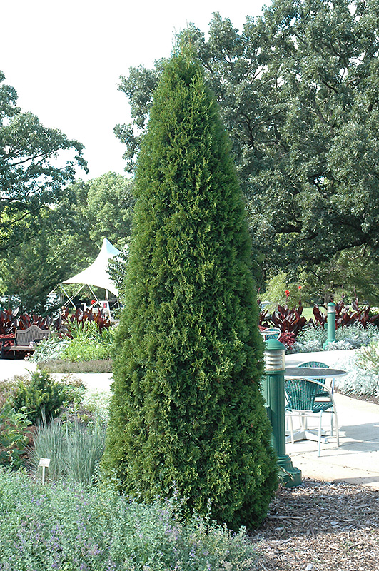 Emerald Green Arborvitae (Thuja occidentalis 'Smaragd') at Minor's Garden Center