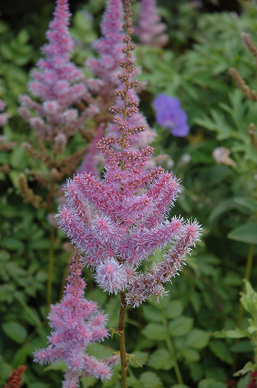 Purple Candles Astilbe (Astilbe chinensis 'Purple Candles') at Minor's Garden Center