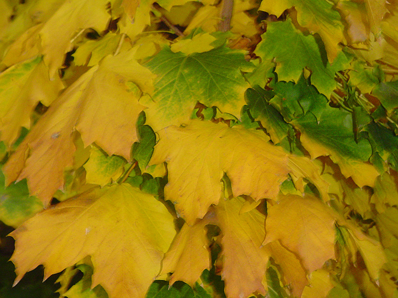 Columnar Norway Maple (Acer platanoides 'Columnare') at Minor's Garden Center