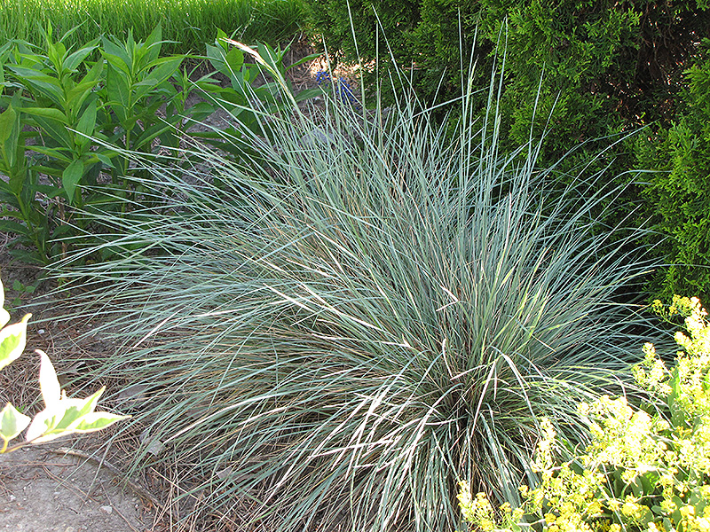 Sapphire Blue Oat Grass (Helictotrichon sempervirens 'Sapphire') at Minor's Garden Center