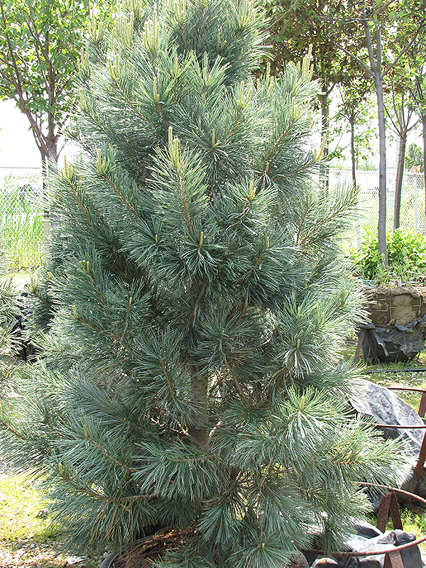 Vanderwolf's Pyramid Pine (Pinus flexilis 'Vanderwolf's Pyramid') at Minor's Garden Center