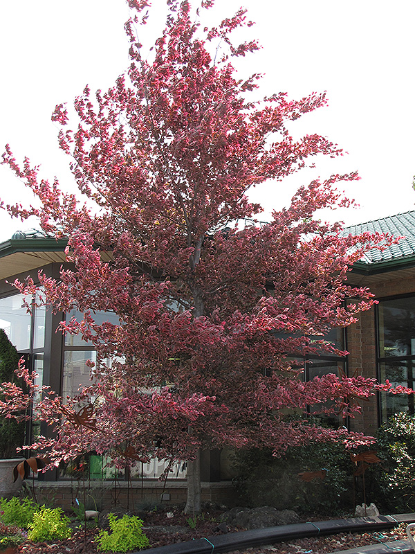 Tricolor Beech (Fagus sylvatica 'Roseomarginata') at Minor's Garden Center