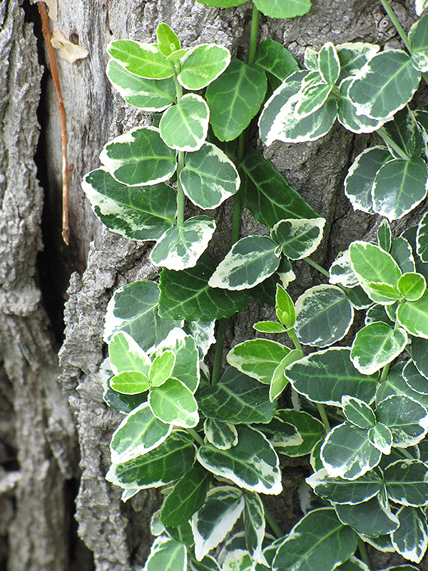 Emerald Gaiety Wintercreeper (Euonymus fortunei 'Emerald Gaiety') at Minor's Garden Center