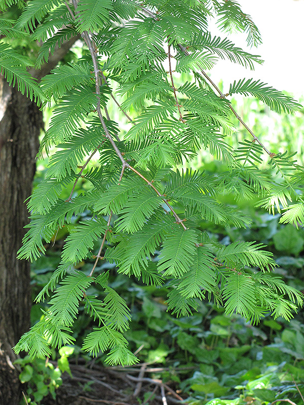 Dawn Redwood (Metasequoia glyptostroboides) at Minor's Garden Center