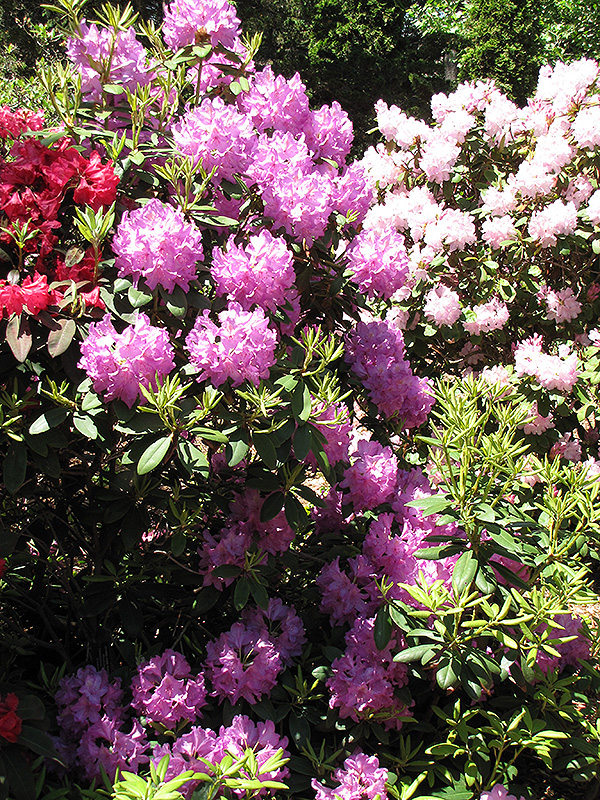 Boursault Catawba Rhododendron (Rhododendron catawbiense 'Boursault') at Minor's Garden Center