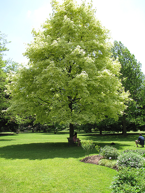 Drummond Norway Maple (Acer platanoides 'Drummondii') at Minor's Garden Center