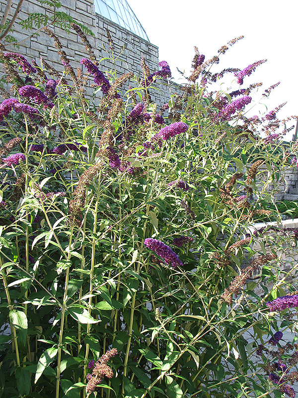 Black Knight Butterfly Bush Buddleia Davidii Black Knight In Milwaukee Brookfield Waukesha 4318