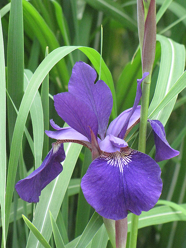 Caesar's Brother Siberian Iris (Iris sibirica 'Caesar's Brother') at Minor's Garden Center