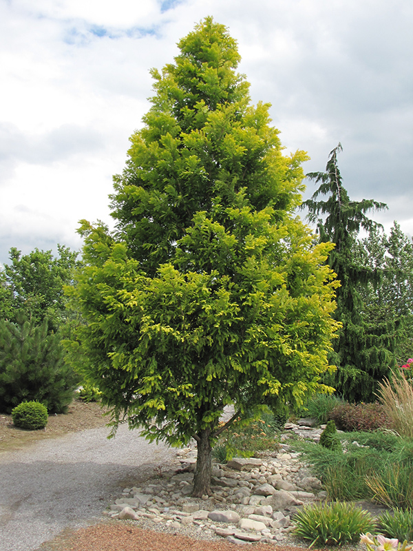 Gold Rush Dawn Redwood (Metasequoia glyptostroboides 'Ogon') at Minor's Garden Center