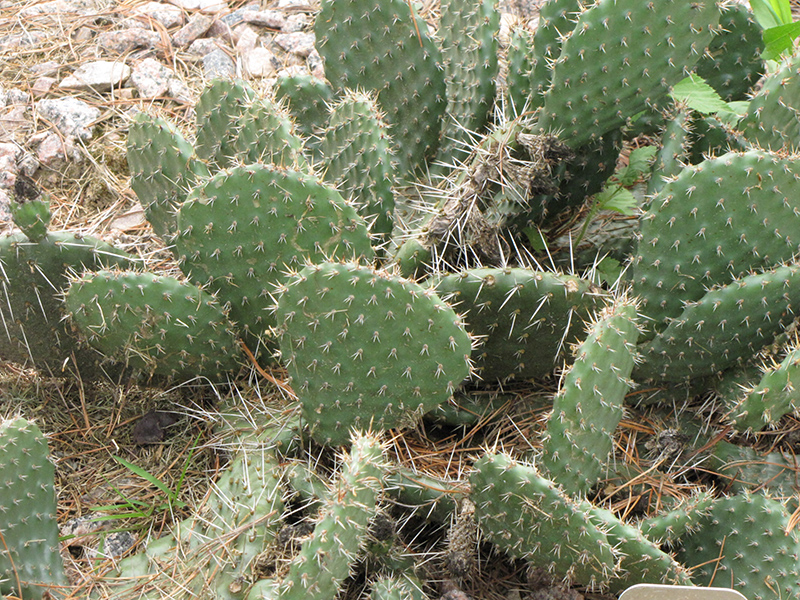 Prickly Pear Cactus (Opuntia polyacantha) at Minor's Garden Center