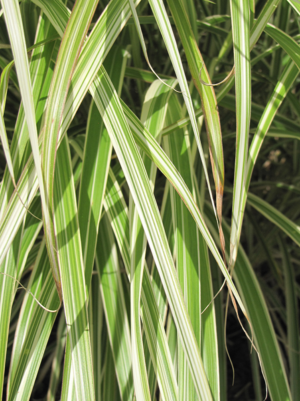 Morning Light Maiden Grass (Miscanthus sinensis 'Morning Light') at Minor's Garden Center