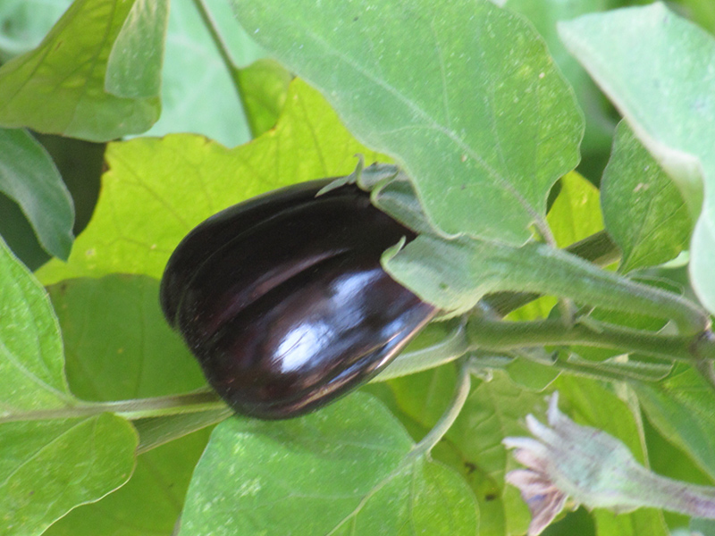 Black Beauty Eggplant (Solanum melongena 'Black Beauty') at Minor's Garden Center