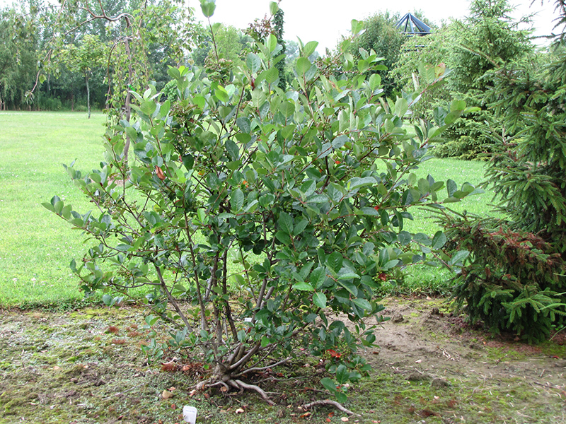 Viking Chokeberry (Aronia x prunifolia 'Viking') at Minor's Garden Center