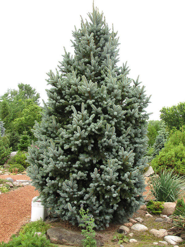 Iseli Fastigiate Spruce (Picea pungens 'Iseli Fastigiata') at Minor's Garden Center