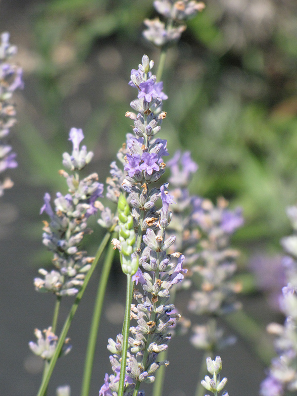 Provence French Lavender (Lavandula x intermedia 'Provence') at Minor's Garden Center