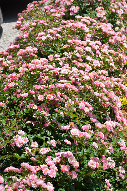 Oso Easy Petit Pink (Rosa 'ZLEMarianneYoshida') at Minor's Garden Center