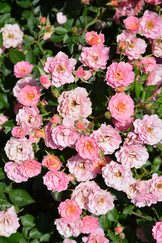 Oso Easy Petit Pink (Rosa 'ZLEMarianneYoshida') at Minor's Garden Center