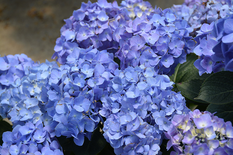 Let's Dance Blue Jangles Hydrangea (Hydrangea macrophylla 'SMHMTAU') at Minor's Garden Center