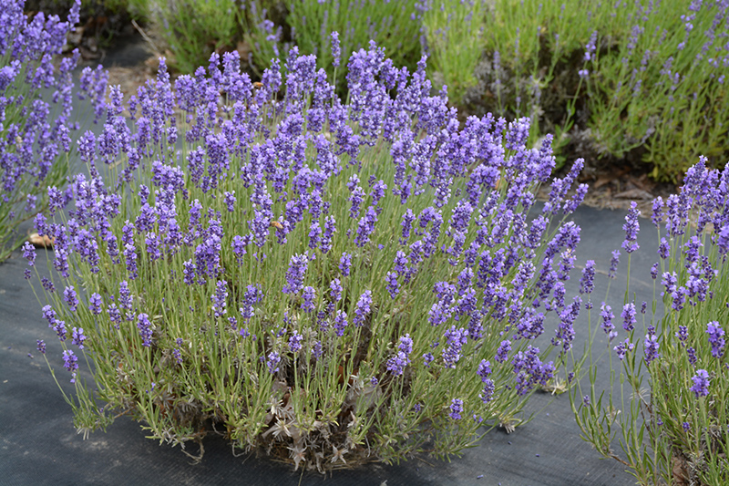 Hidcote Lavender (Lavandula angustifolia 'Hidcote') at Minor's Garden Center