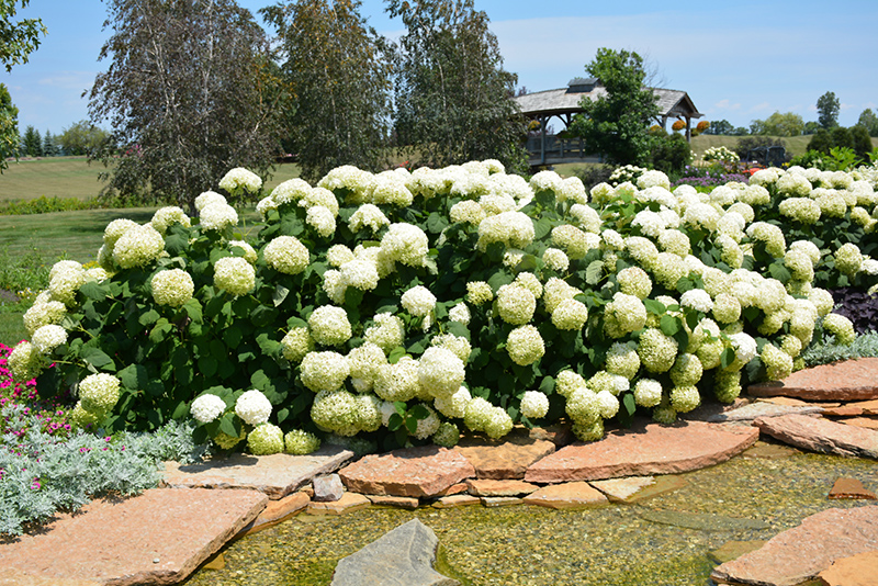 Incrediball Hydrangea (Hydrangea arborescens 'Abetwo') at Minor's Garden Center