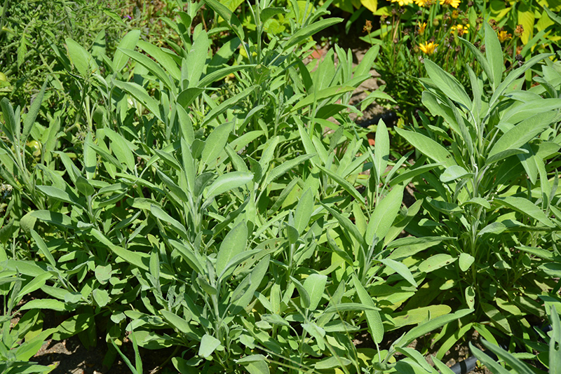 Common Sage (Salvia officinalis) at Minor's Garden Center