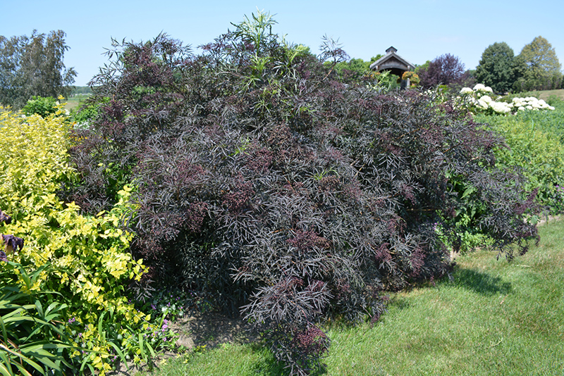 Black Lace Elderberry (Sambucus nigra 'Eva') at Minor's Garden Center