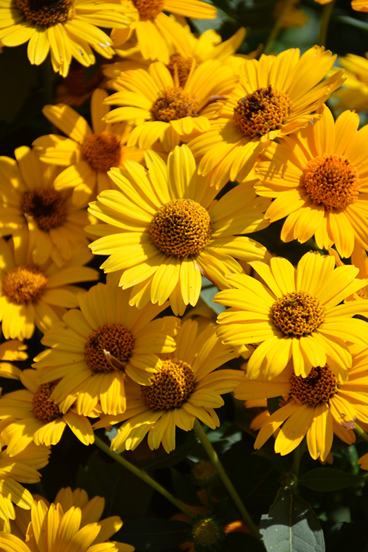 Tuscan Sun False Sunflower (Heliopsis helianthoides 'Tuscan Sun') at Minor's Garden Center