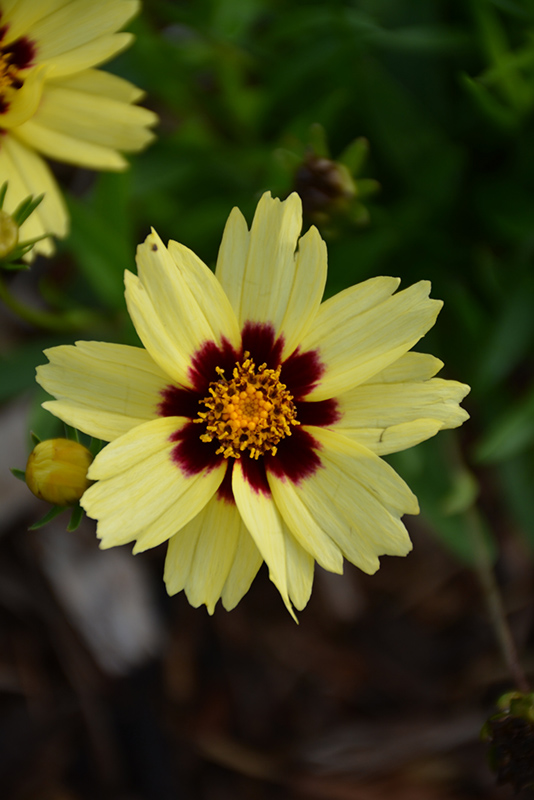 UpTick Cream and Red Tickseed (Coreopsis 'Balupteamed') at Minor's Garden Center