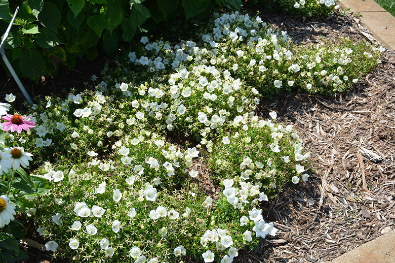 Rapido White Bellflower (Campanula carpatica 'Rapido White') at Minor's Garden Center
