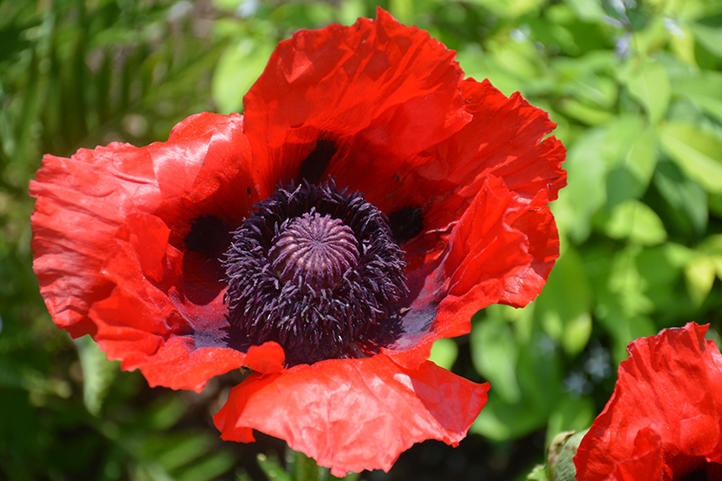 Beauty of Livermere Poppy (Papaver orientale 'Beauty of Livermere') at Minor's Garden Center