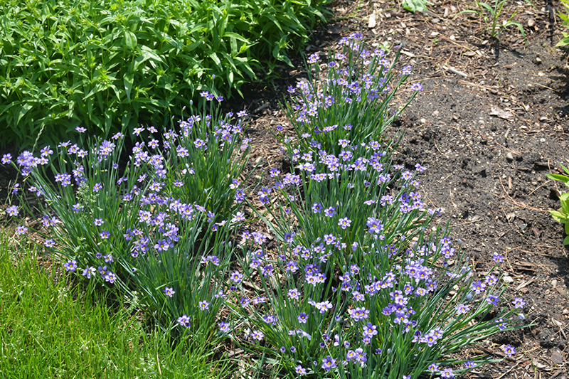 Lucerne Blue-Eyed Grass (Sisyrinchium angustifolium 'Lucerne') at Minor's Garden Center