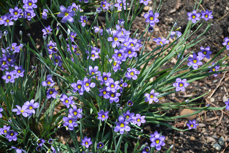 Lucerne Blue-Eyed Grass (Sisyrinchium angustifolium 'Lucerne') at Minor's Garden Center