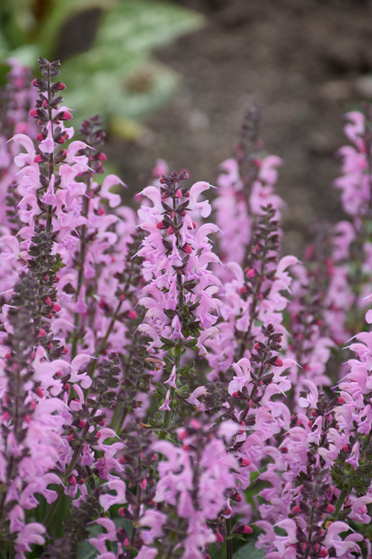 Color Spires Pink Dawn Meadow Sage (Salvia 'Pink Dawn') at Minor's Garden Center