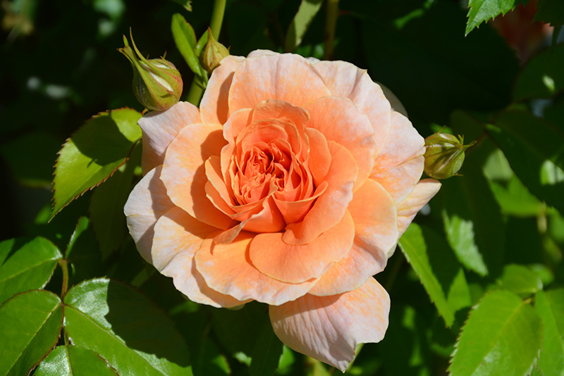 At Last Rose (Rosa 'HORCOGJIL') at Minor's Garden Center