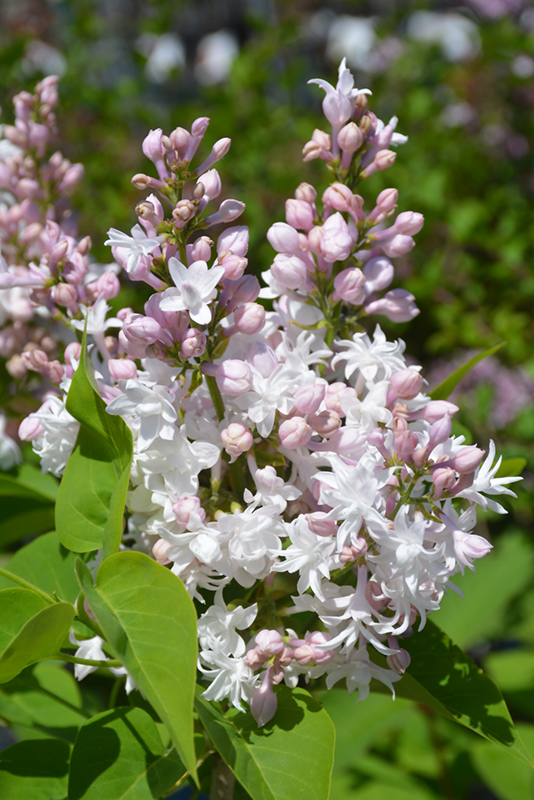 Beauty of Moscow Lilac (Syringa vulgaris 'Beauty of Moscow') at Minor's Garden Center