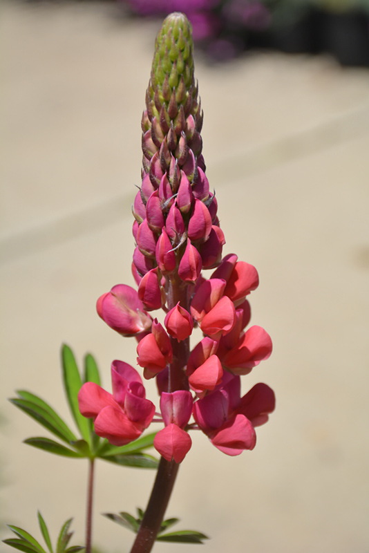 West Country Red Rum Lupine (Lupinus 'Red Rum') at Minor's Garden Center