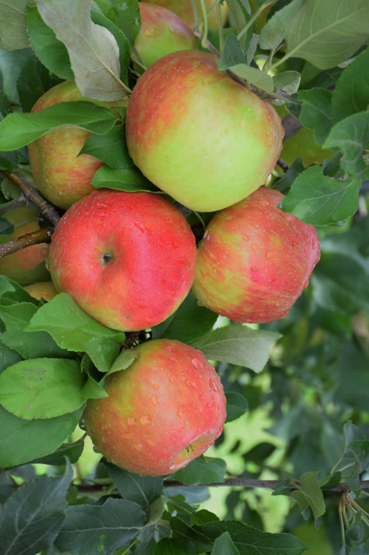 Honeycrisp Apple (Malus 'Honeycrisp') at Minor's Garden Center