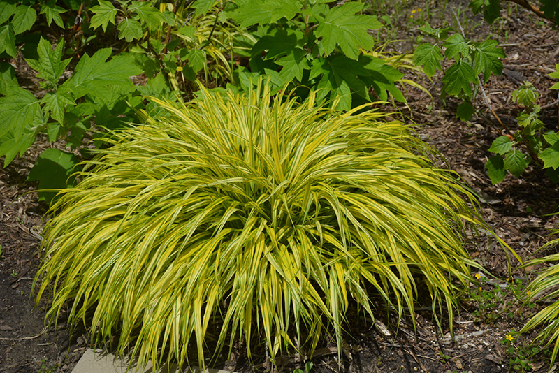 Golden Variegated Hakone Grass (Hakonechloa macra 'Aureola') at Minor's Garden Center