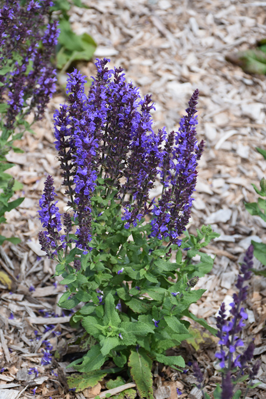 Blue Queen Sage (Salvia nemorosa 'Blaukonigin') at Minor's Garden Center