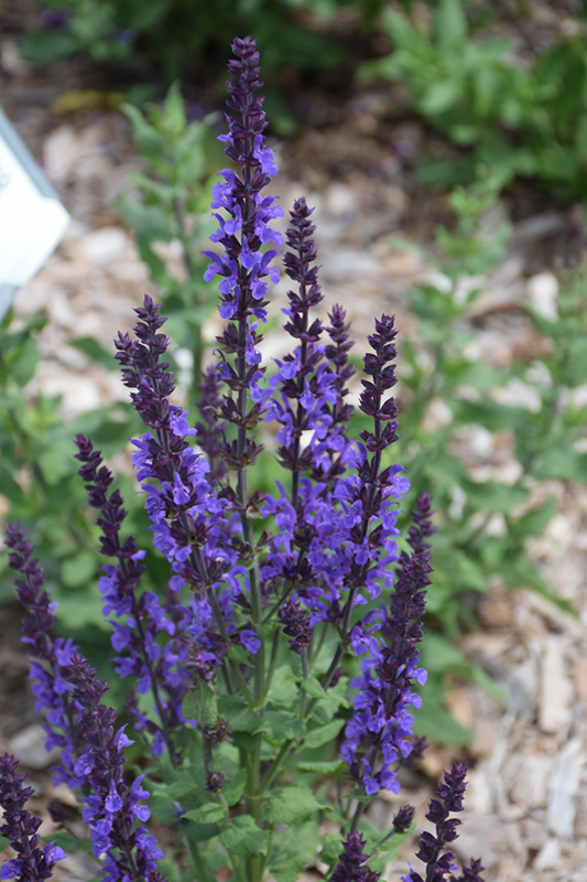 Blue Queen Sage (Salvia nemorosa 'Blaukonigin') at Minor's Garden Center