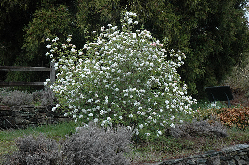 Koreanspice Viburnum (Viburnum carlesii) at Minor's Garden Center