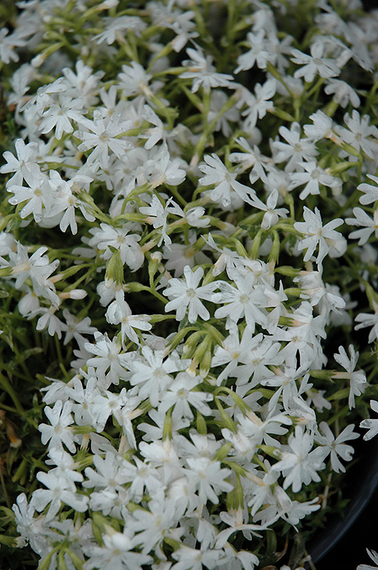 Snowflake Creeping Phlox (Phlox subulata 'Snowflake') at Minor's Garden Center