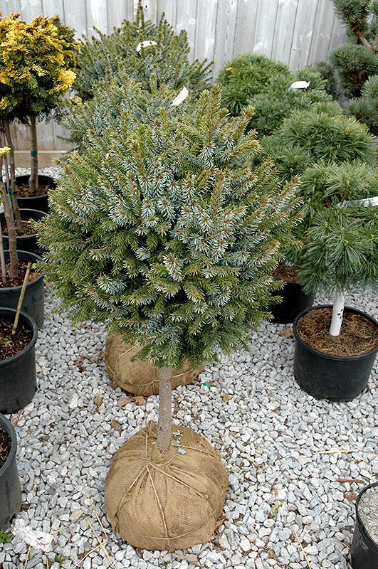 Dwarf Serbian Spruce On Standard (Picea omorika 'Nana (tree form)') at Minor's Garden Center