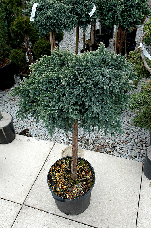 Blue Star Juniper On Standard (Juniperus squamata 'Blue Star (tree form)') at Minor's Garden Center