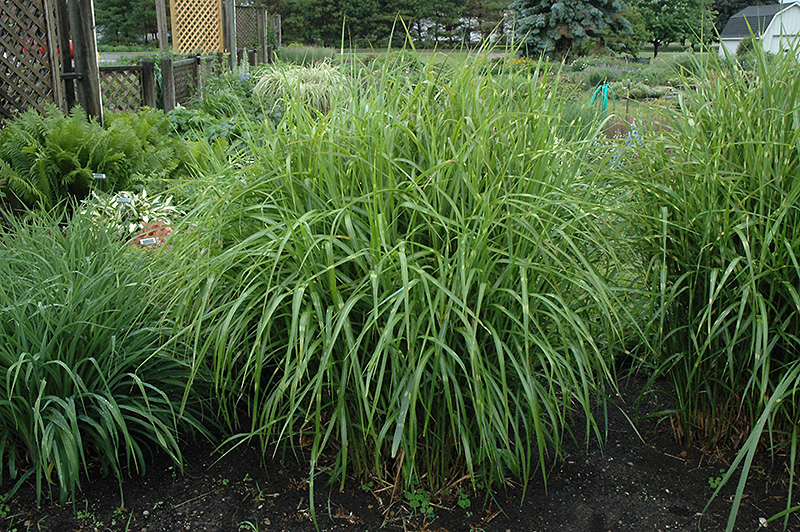 Porcupine Grass (Miscanthus sinensis 'Strictus') at Minor's Garden Center